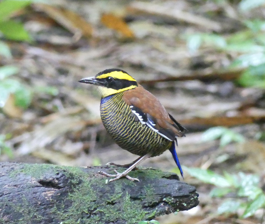 Birding Indonesia - World Bird Traveler