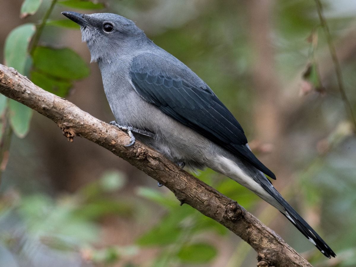 Birding Hong Kong World Bird Traveler