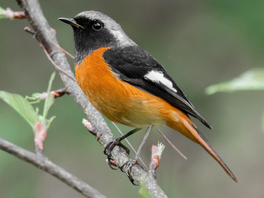 Birding Hong Kong World Bird Traveler