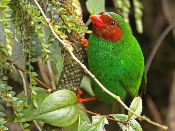 Birding Ecuador - World Bird Traveler